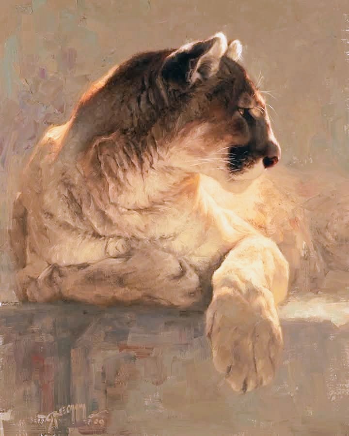 Oil painting of a mountain lion resting on a ledge, bathed in warm golden light