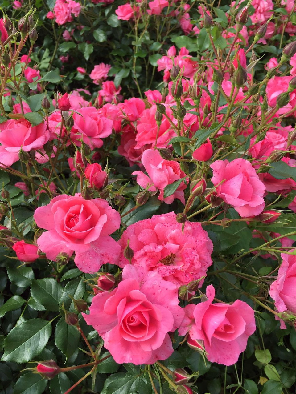 Bright pink roses and buds clustered on a leafy garden bush