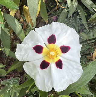 Close-up of white Cistus purpureus flower with purple markings and yellow center among green leaves