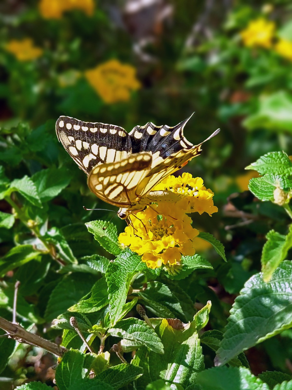 Swallowtail butterfly with yellow and black wings resting on yellow lantana flowers in a garden