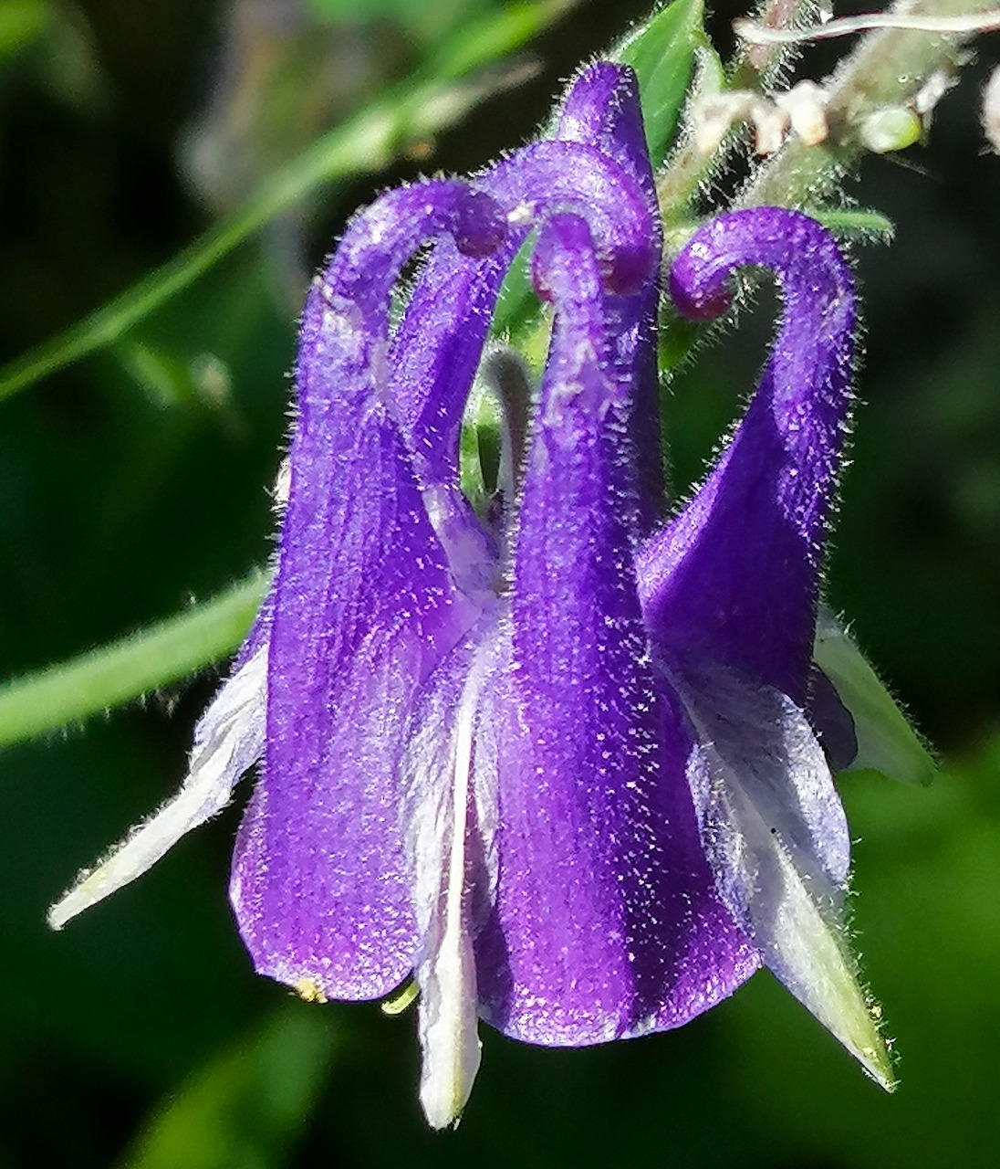 Close-up of a purple and white columbine flower with fuzy petals against dark green foliage