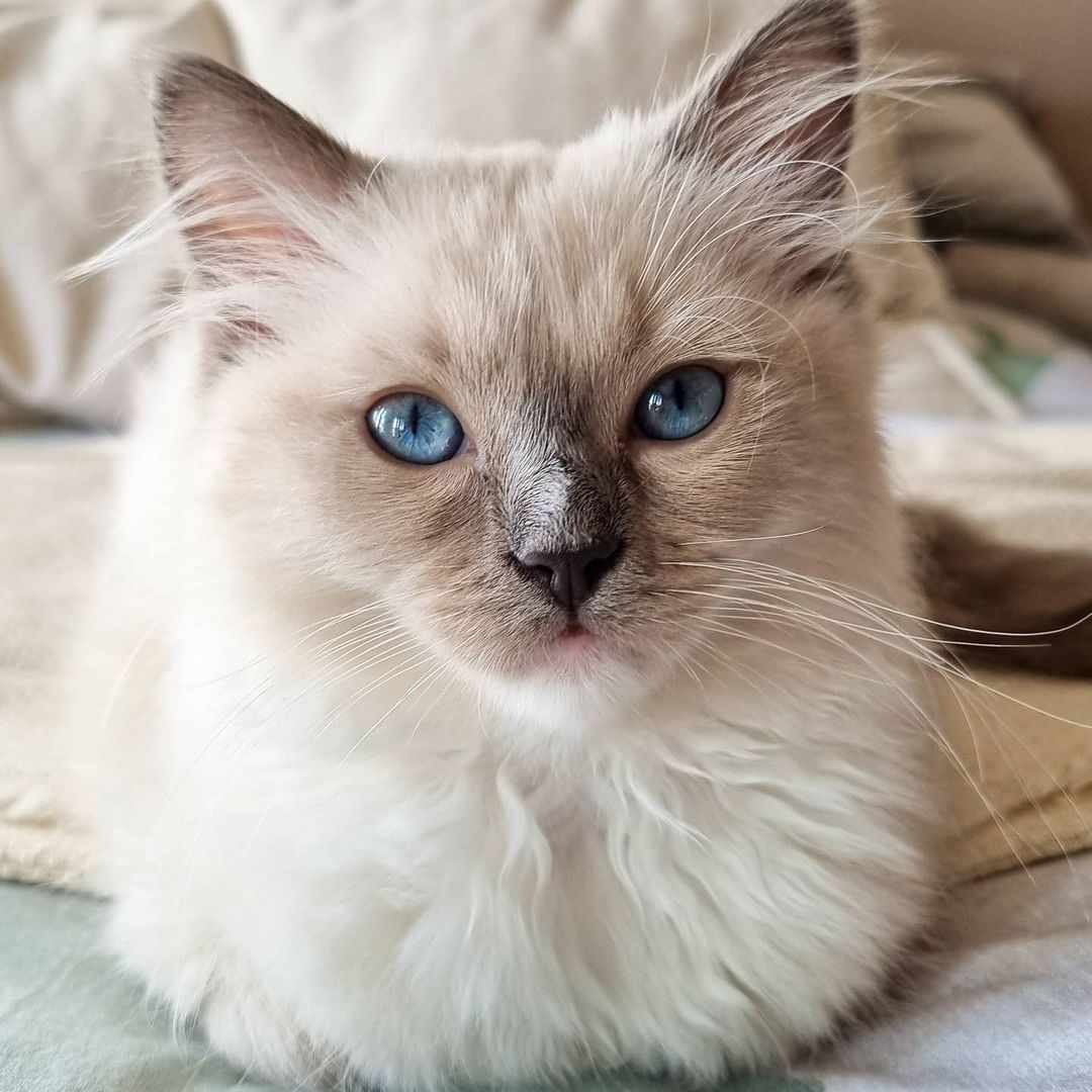 Fluffy cream-colored cat with blue eyes lying indoors