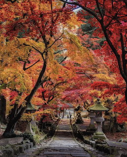 Path through a Japanese garden with red and orange autumn trees and a stone lantern