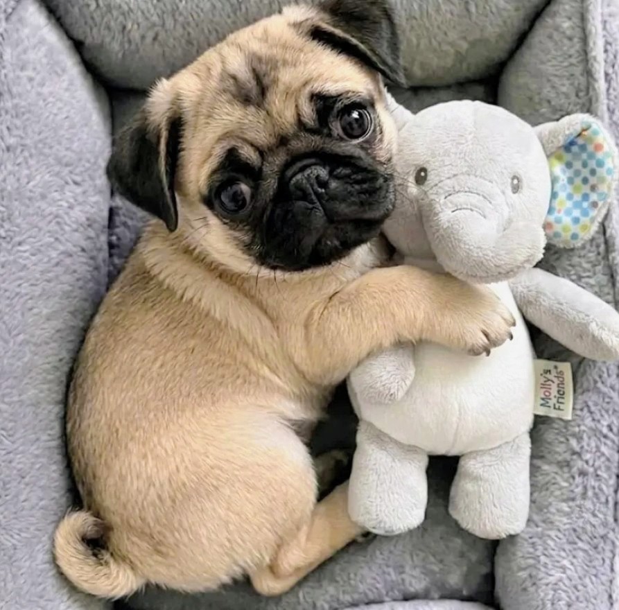 Pug puppy hugging a white plush elephant in a gray pet bed