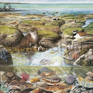 Otter Rock Pool