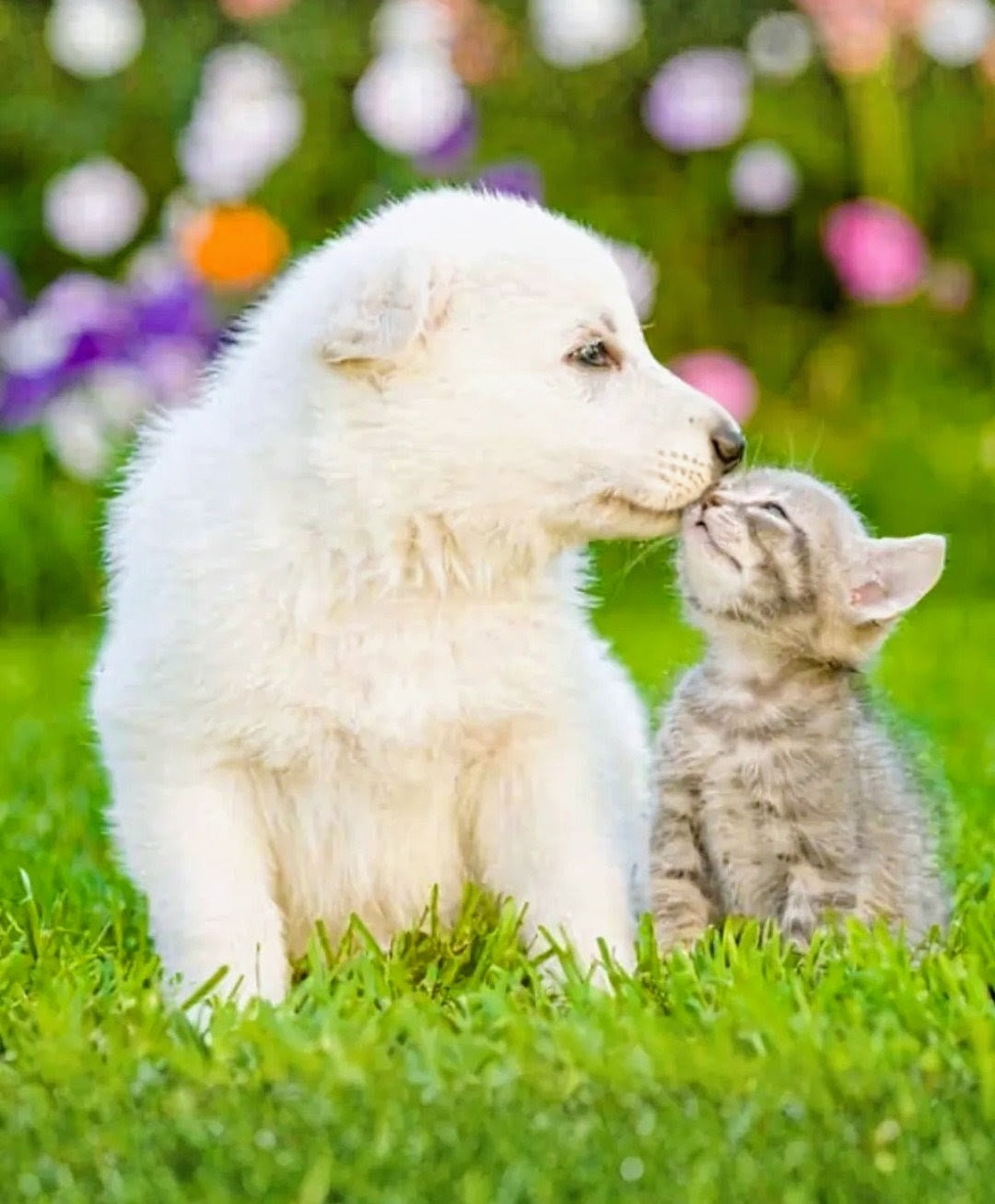 White puppy and gray tabby kitten touching noses on green grass with colorful blurred flowers