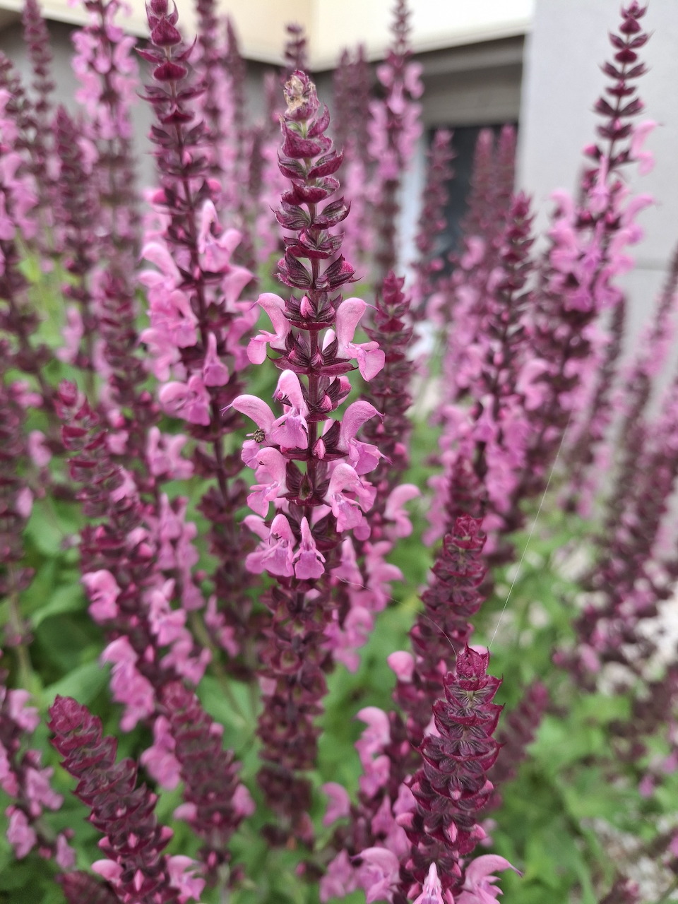 Close-up of purple-pink Salvia nemorosa flower spikes in a garden