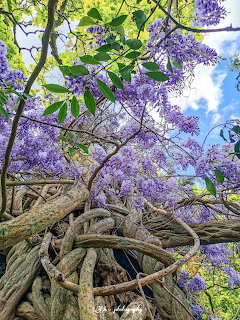 Looking up at purple wisteria flowers cascading from twisted tree branches against blue sky