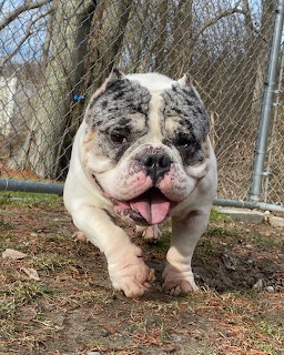 Happy Bulldog Outdoors