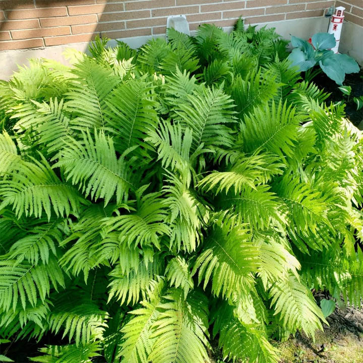 Bright green ostrich ferns with feathery fronds in a garden bed