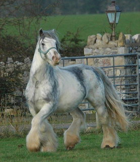 Dapple Grey Draft Horse