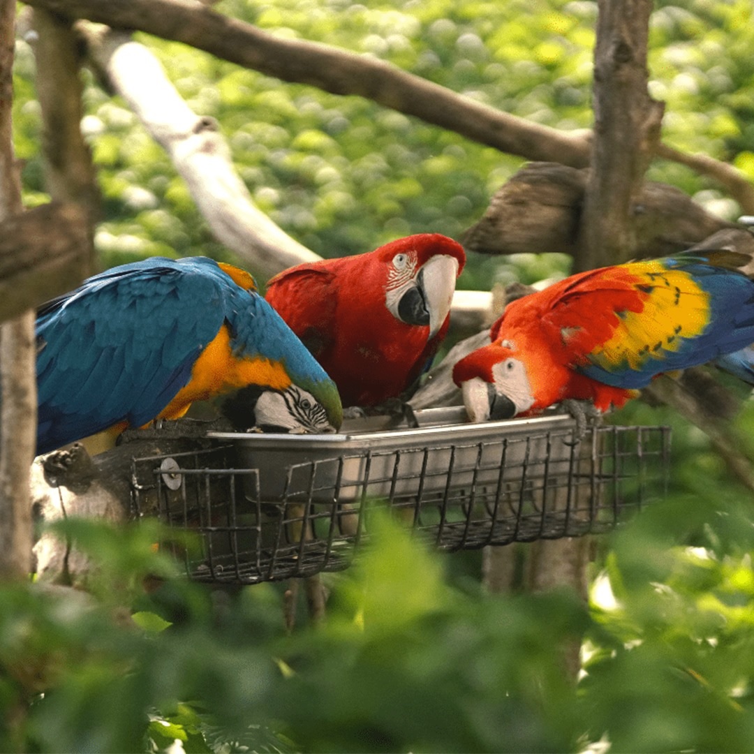 Three colorful macaws feeding from a tray among tree branches and green foliage