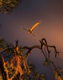 Heron with wings spread flying above illuminated tree branches at dusk