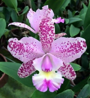 Close-up of a pink spotted orchid flower surrounded by green leaves