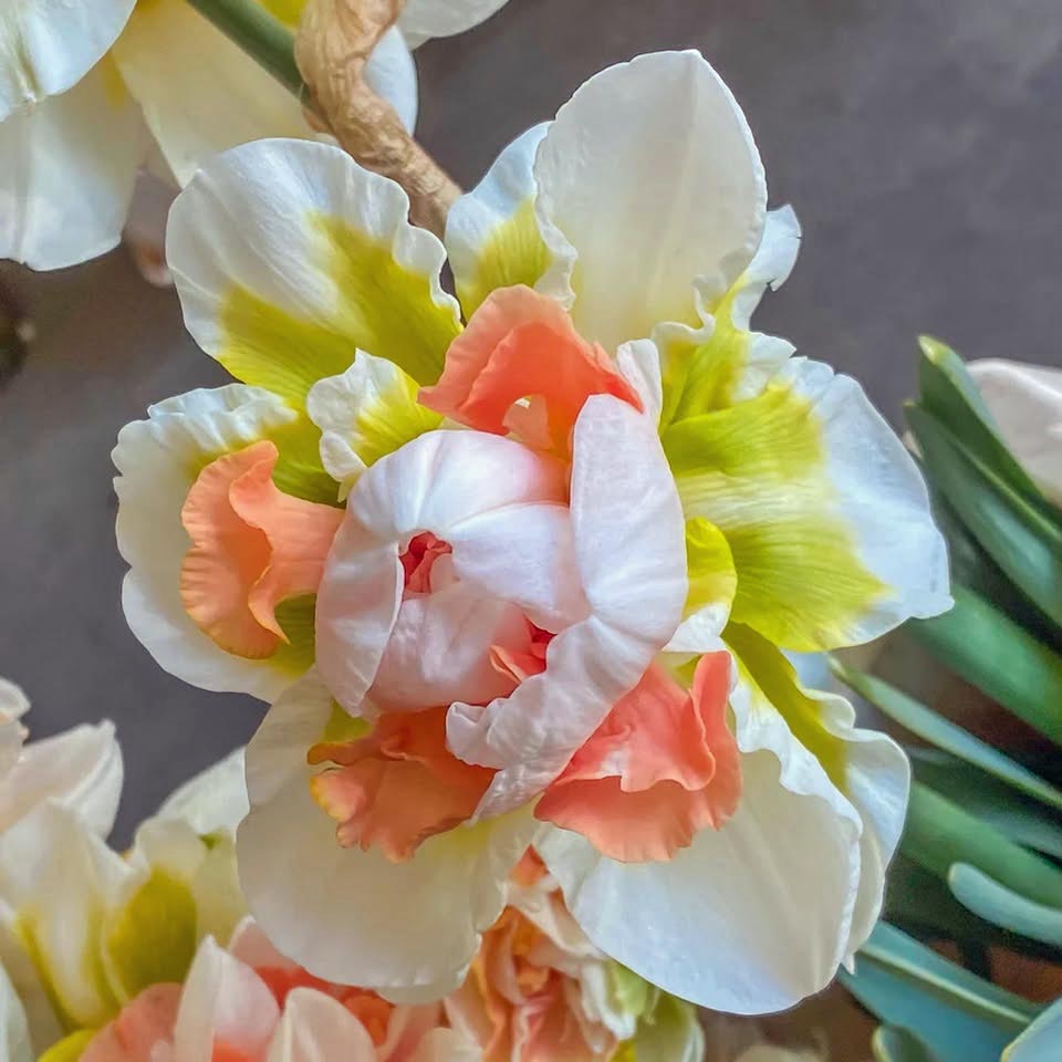White daffodil flower with coral ruffled center and yellow-green throat in close-up