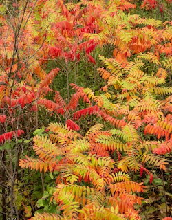 Dense sumac shrub with compound leaves in vivid autumn colors of red, orange, yellow, and green