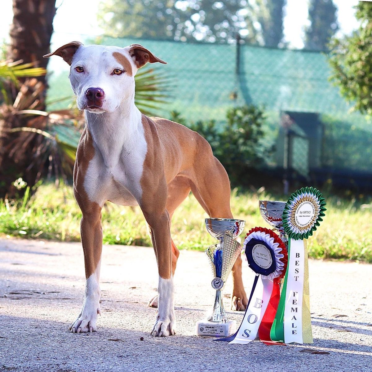 White and tan pit bull terrier standing next to competition trophies and ribbons outdoors