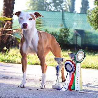 American Pit Bull Terrier Champion