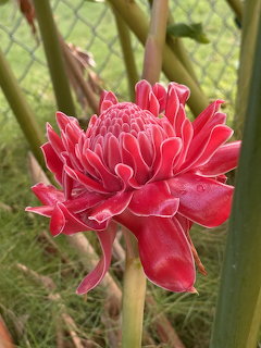 Close-up of a pink torch ginger flower among green stems