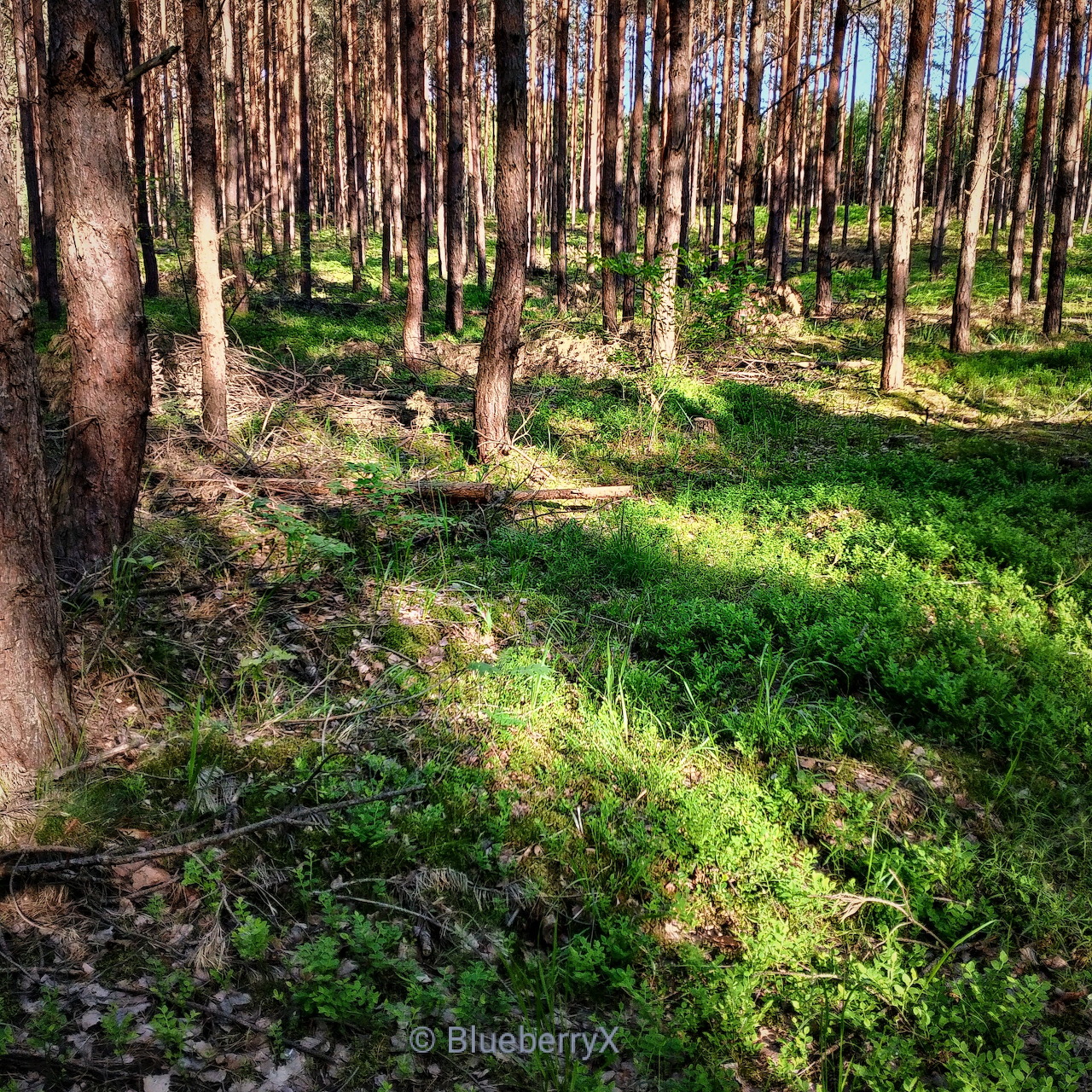 Forest Wander