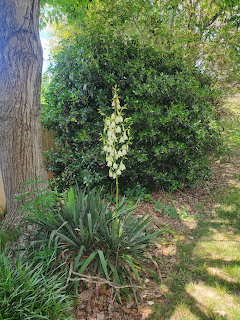 Flowering yucca plant in green garden with trees and sunlit lawn