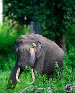 Asian elephant standing in green vegetation outdoors