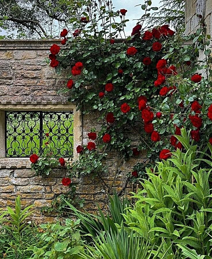 Red climbing roses on a stone wall beside an iron window with green garden plants
