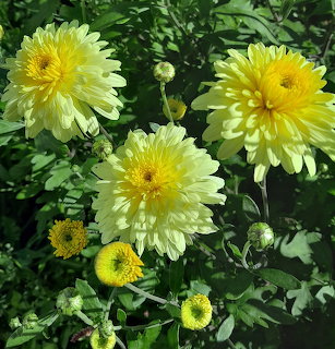 Three pale yellow chrysanthemum flowers with dense layered petals among green leaves and buds