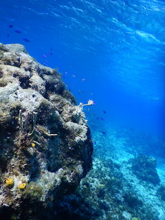 Colorful fish swimming near a coral reef in clear blue underwater ocean scene