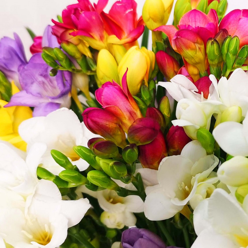 Colorful freesia bouquet with pink, yellow, white, and purple flowers on white background