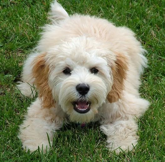 Fluffy cream-colored goldendoodle puppy lying on green grass looking at camera
