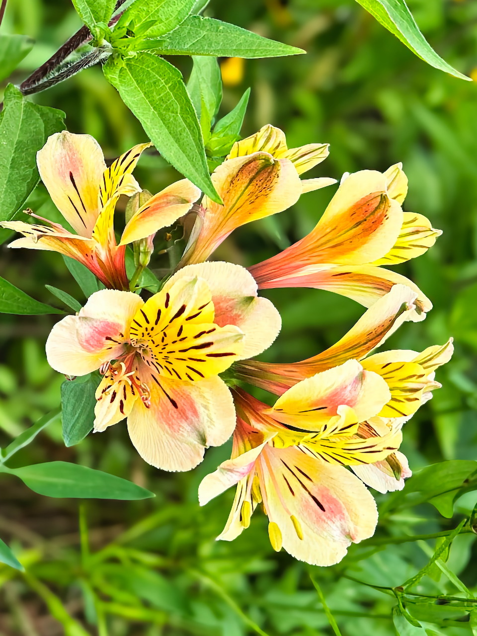 Alstroemeria Flowers