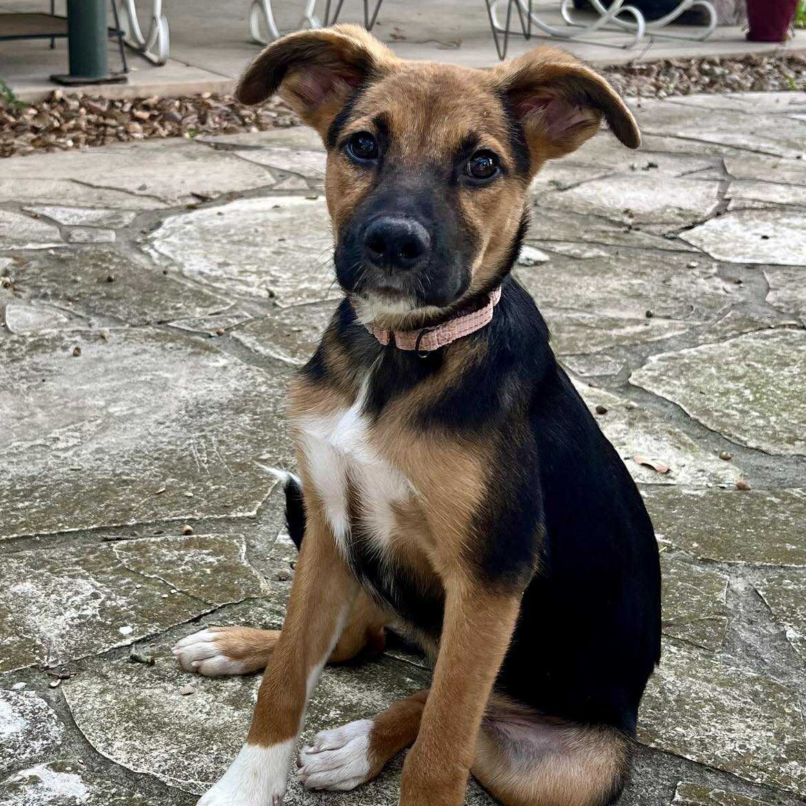Tan and black pupy with floppy ears sitting on stone patio wearing a pink collar