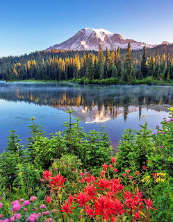 Mount Rainier reflected in lake with wildflowers in foreground and forest