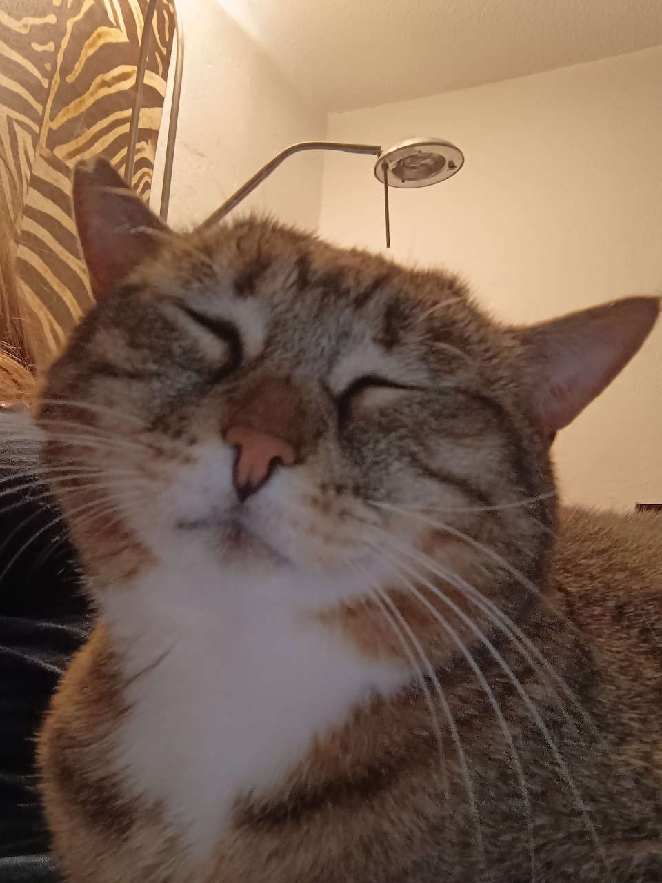 Close-up of a tabby cat with closed eyes resting peacefully indoors