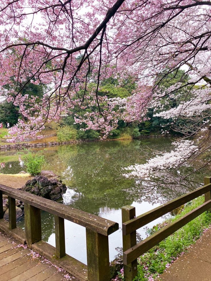 Cherry blossom trees with pink flowers reflected in a calm pond, wooden fence in foreground