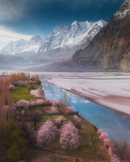 Pink cherry blossom trees along a river with snow-capped mountains in Gilgit-Baltistan, Pakistan