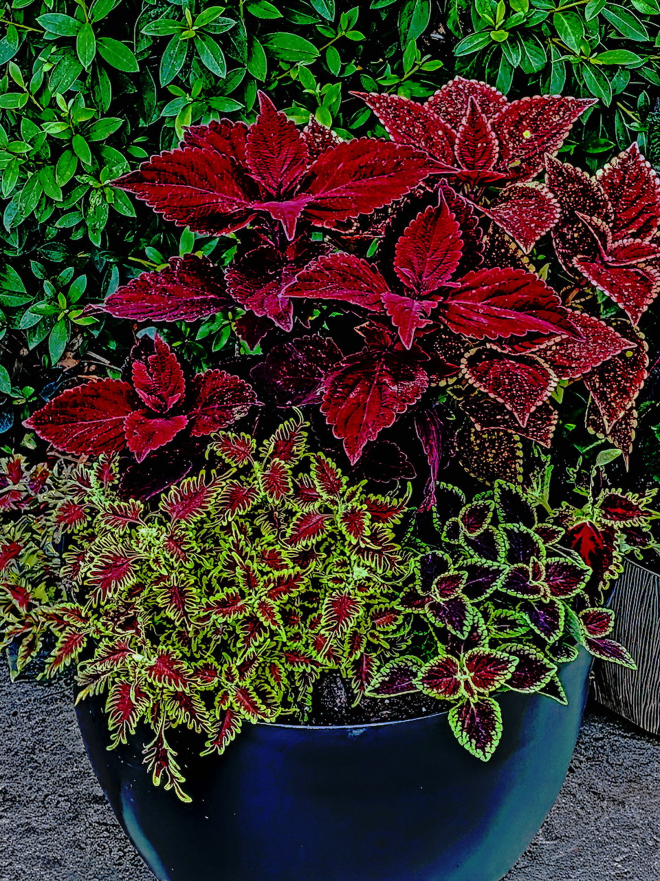 Red and green coleus plants in a blue ceramic pot outdoors