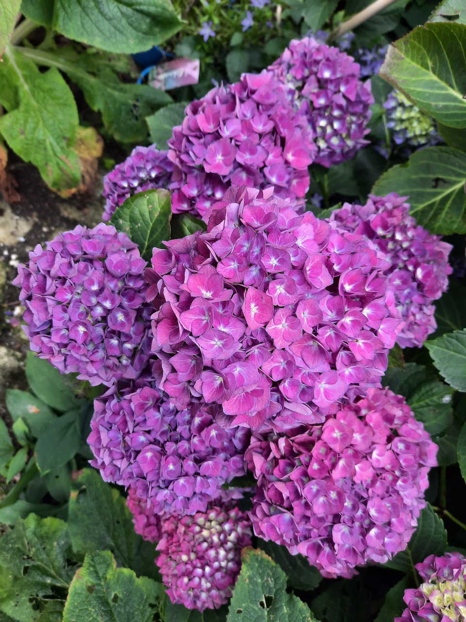 Pink hydrangea flower cluster with green leaves