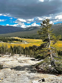 Lone pine tree on granite rock overlooking Tuolumne Meadows with mountains and cloudy sky