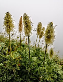 Tall fuzzy wild plants standing above green foliage in mist
