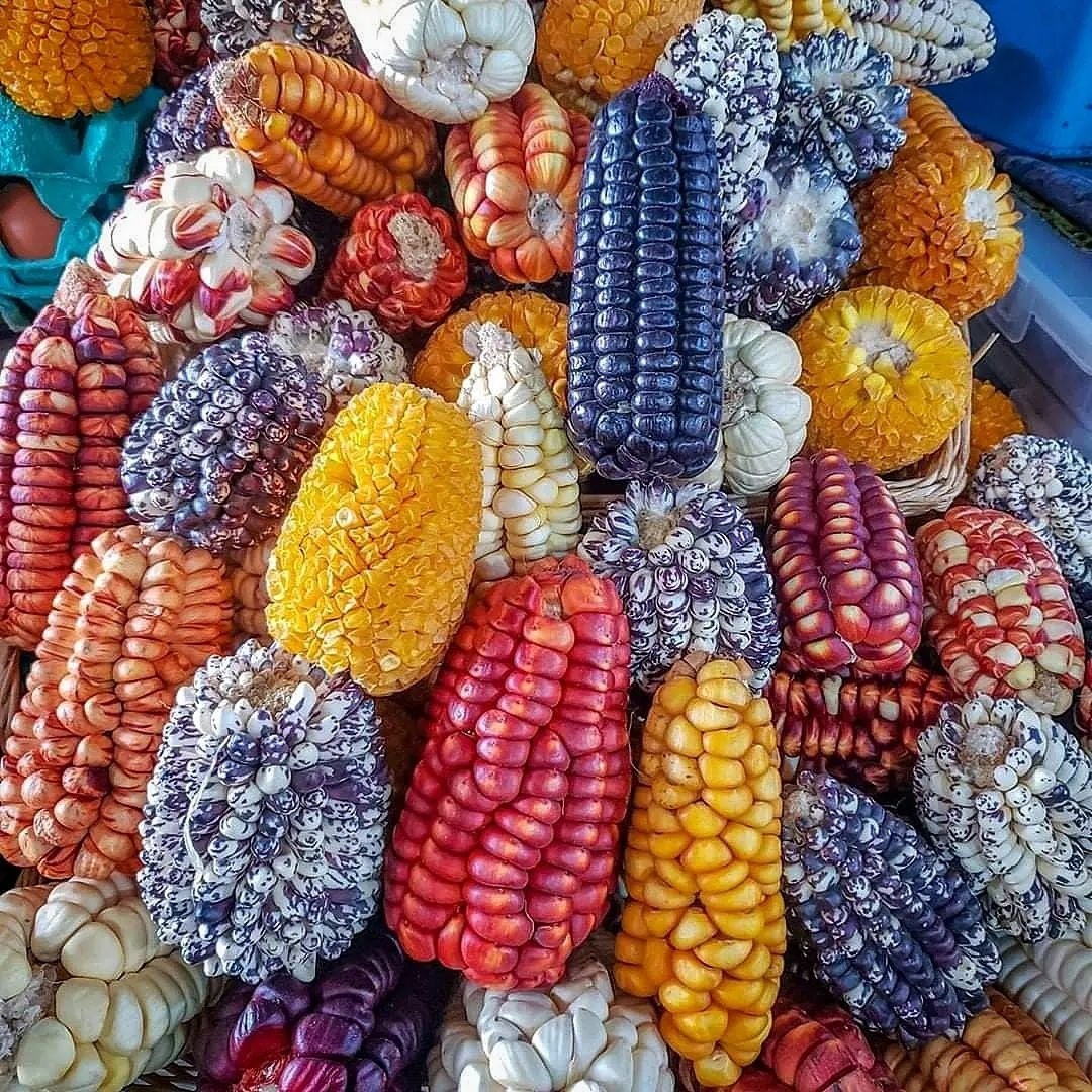 Colorful Heirloom Corn Varieties