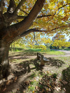 Large oak tree with yellow autumn foliage shading a wooden bench in a park