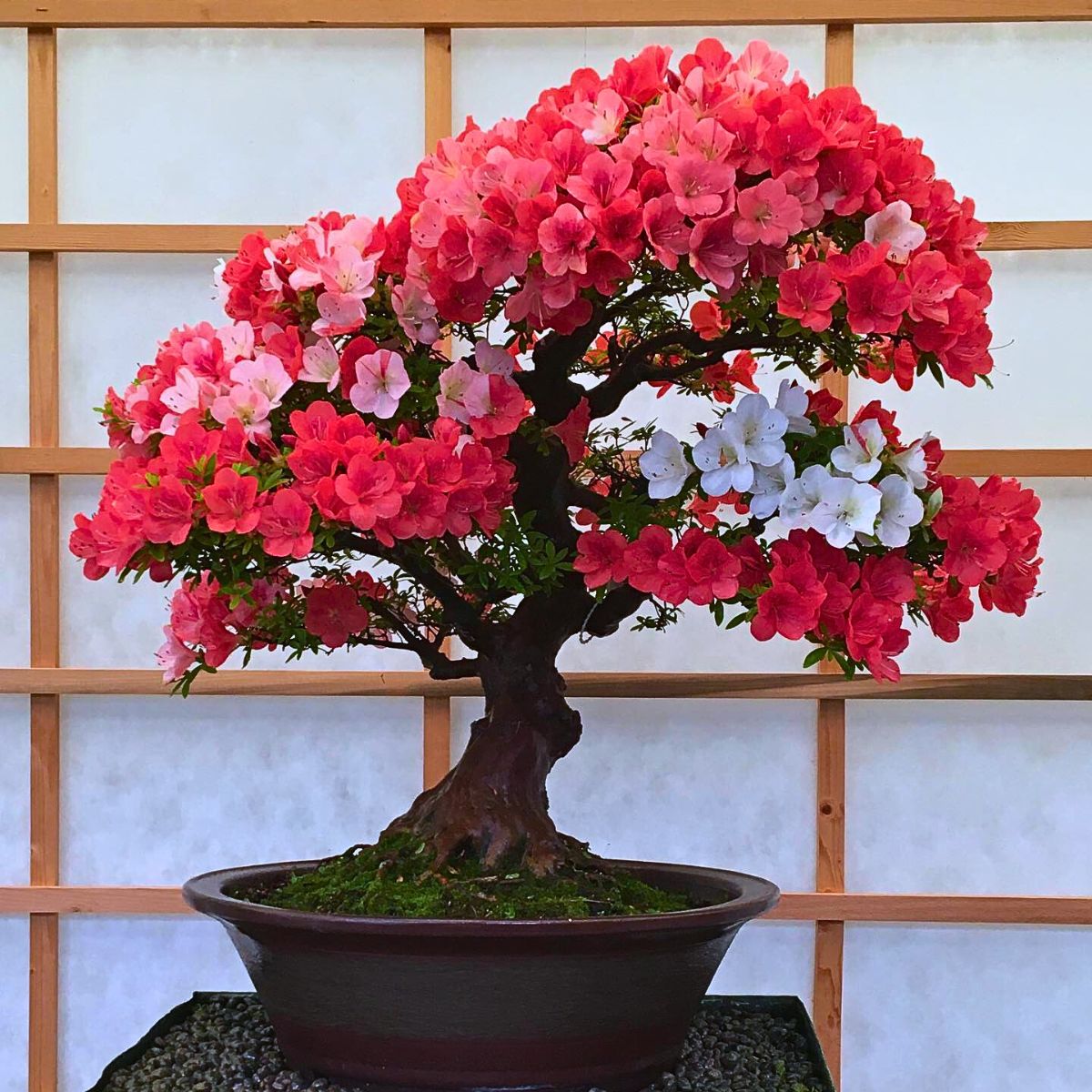 Flowering bonsai tree with pink and white blossoms in a shallow pot