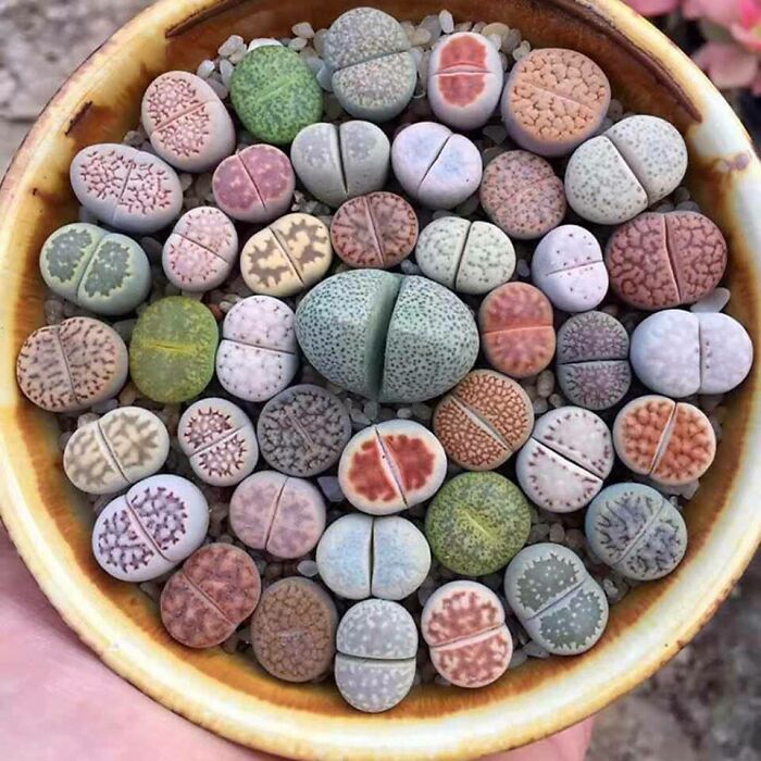 Lithops Succulent Bowl