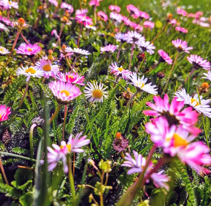 Close-up of pink and white daisy-like wildflowers growing in a green field