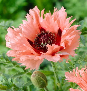 Coral pink poppy flower with ruffled petals and dark center against green leaves