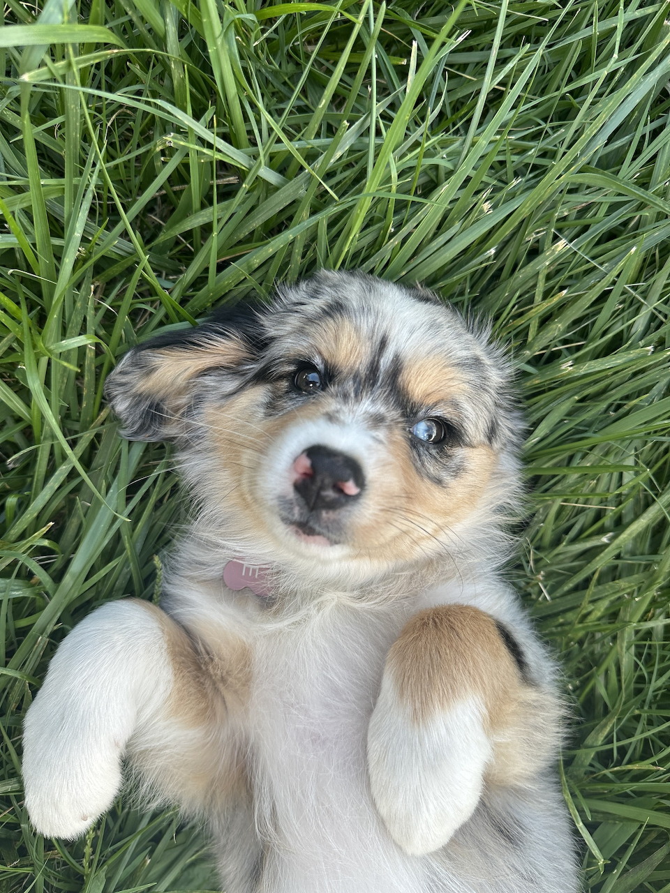 Australian Shepherd Puppy