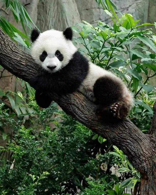 Panda on Tree Branch