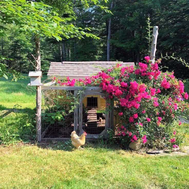 Wooden chicken coop covered in pink blooming roses with chicken in grassy yard
